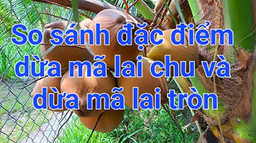 So sánh đặc điểm dừa mã lai chu và dừa mã lai tròn