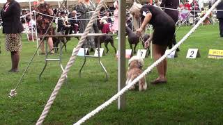 M & E Best of Breed 10 6 2021 by John Schwartz 17 views 2 years ago 3 minutes, 54 seconds