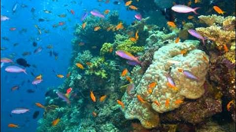 Thomas Newman - To Dropoff (Finding Nemo OST)