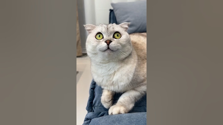 😼 #cat #cats