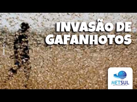 Especial - Invasão de gafanhotos na Argentina perto do Brasil e o Uruguai | METSUL