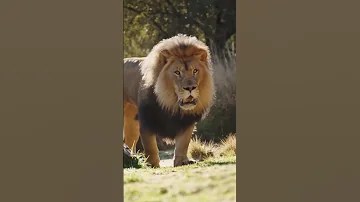 وسبع زهرتو واعرة اكسبلور 