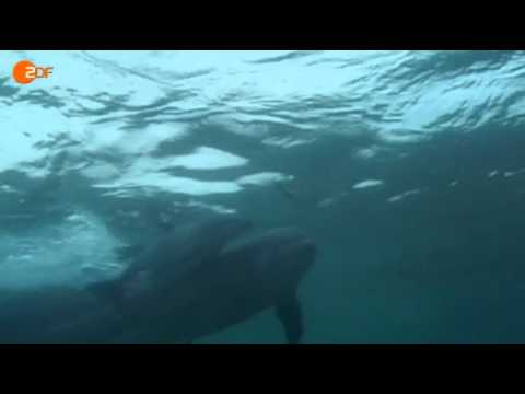 Video: Wie Delfine Schlafen