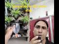 खराब बोतल से पॉट बनाना सीखें। #garden #pot#plasticbottlepot#hangingpot#garden#gardentrick#gardentips