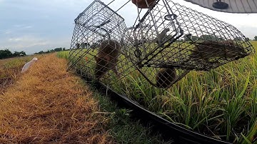 Bẫy Chuột Đồng Không Cần Mồi Theo Đường Mòng Dính 11 con