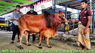 Sadeeq Agro Special - লাইভ ওয়েট ২০০ থেকে ৪০০ কেজির গরু ৩৭৫ টাকা প্রতি কেজি - ছোট গরু আসবে জুলাই মাসে YouTube Videos