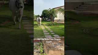 Our old blood line Ongole cow going to feeding stall!! #naturalfarming #ongolecow #prakruti #organic