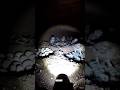 “What a Burrow Owl Sees Underground | Real POV Research”