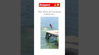 Respect part 1! #viral #pool #comedyfilms #shorts #yshortsviral #viralreels #viral