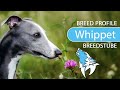 ► Whippet Breed [2020] Temperament & Training