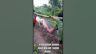 Video lucu menyambut tahun baru | Nangkap ikan sungai terbesar untuk malam tahun baru 2020