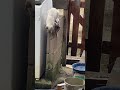 Ritinha, a gatinha cega!