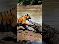 Muddy Battleground: Roaring Tiger Claws Into a Fierce Crocodile​#AIFerocity​#MudFight
