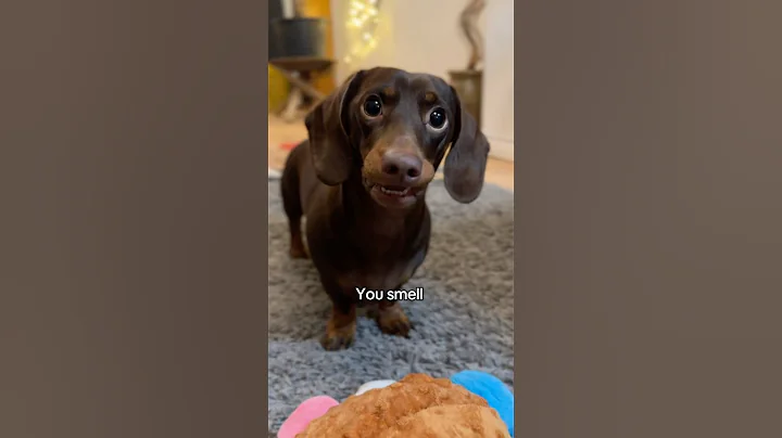 My Dachshund STINKS 😂 🍿