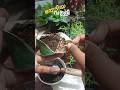കിട്ടി അങ്ങനെ, expect ചെയ്ത് ചെയ്ത് #garden #homegarden #fertilizer #starzinnia #plantstand #pot