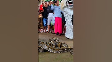 Atraksi can macanan singo raung vs ular piton