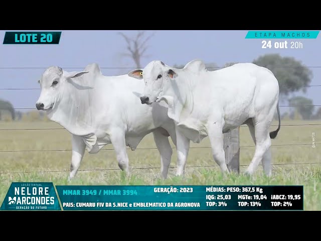 LOTE 20   MMAR 3949 3994