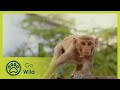 Home Hunters - Monkey Thieves S02E06 - The Secrets of Nature
