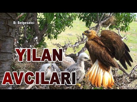 YILAN AVCILARI / The RedHawk Snake Hunters