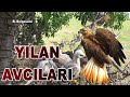 YILAN AVCILARI KIZIL ŞAHİNLER/500 snakes a yearHard to believe