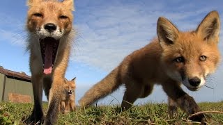 FOXES SURROUND ME
