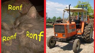 Gatto russa come un trattore