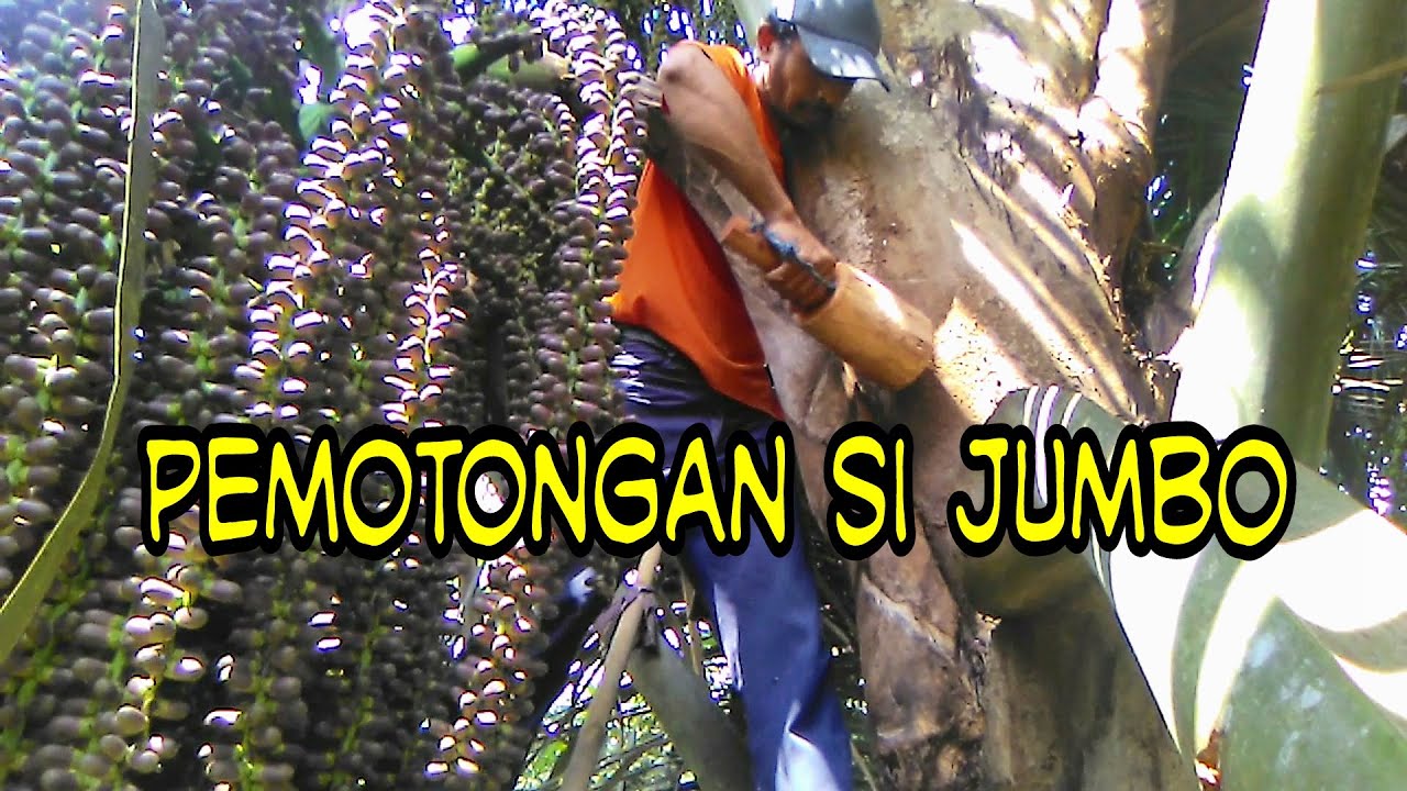 Pemotongan bunga aren jumbo