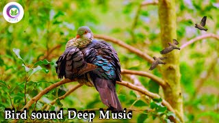Natural Soft bird sleeping sound। Soft relaxing deep music। 1 hour bird Sound। Relaxing Deep  Music। screenshot 5