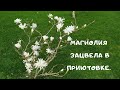 Расцвела магнолия и тюльпаны в парке в Приютовке. Вело прогулка выходного дня.