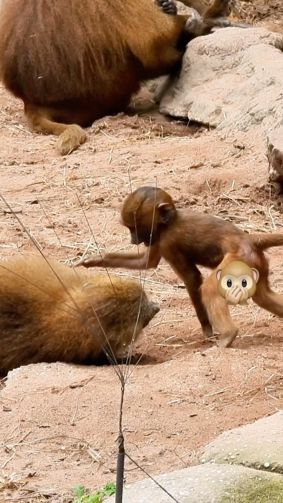Monkeys In Action