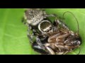 ゴキブリを食べるハエトリグモ