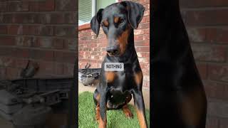 DOBERMAN WITH NATURAL EARS TALKING TO HER ANCESTORS ABOUT HER THREE JOBS IN THE MODERN WORLD!