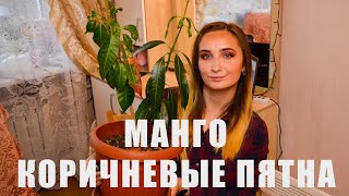 Коричневые Пятна На Листьях Манго. Что Делать ?