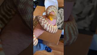 Celebrity #unboxing #woma #python #snake #reptiles #shortsfeed #shorts #snakebite #reels #animals #instagood Wealth