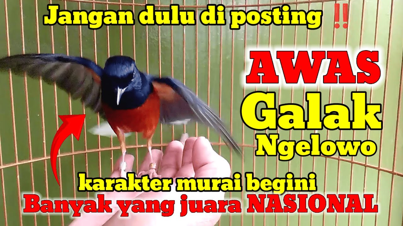 TRIK AMPUH MENGATASI MURAIBATU MATUK TANGAN NGELOWO ‼️