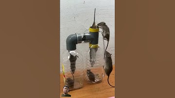 Best home mouse trap/  Creative mouse trap #rattrap #mouse #mousetrap #shorts #shortsvideo