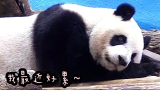 圓仔假孕時節又來了，圓仔胃口差|熊貓貓熊The Giant Panda Yuan Yuan and Yuan Bao|台北市立動物園