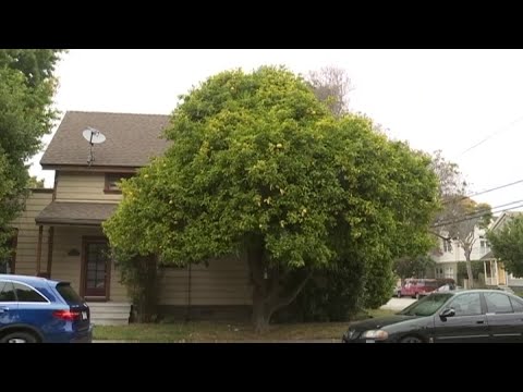 CA: AGGRESSIVE MOTHER SQUIRREL EVICTED FROM TREE - CNN