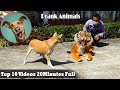 Fake tiger prank dog 2022  try not to laugh