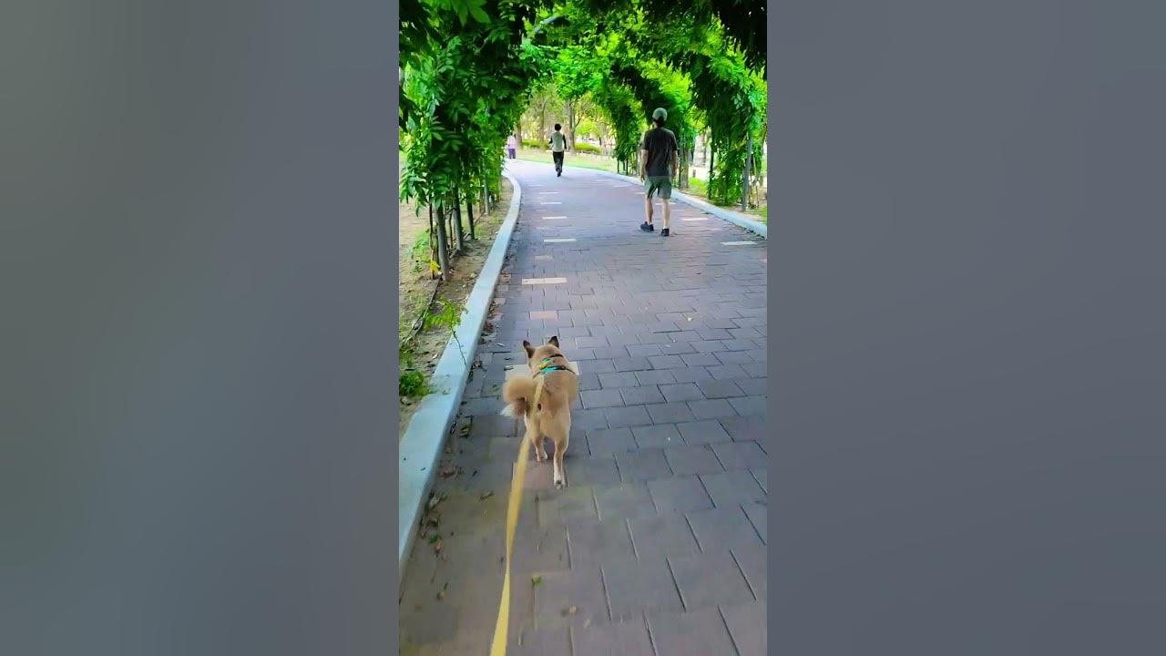 새벽을 달리는 강아지🐾 #토리 #새벽산책 #구암공원 #꽃등나무터널 #달리기