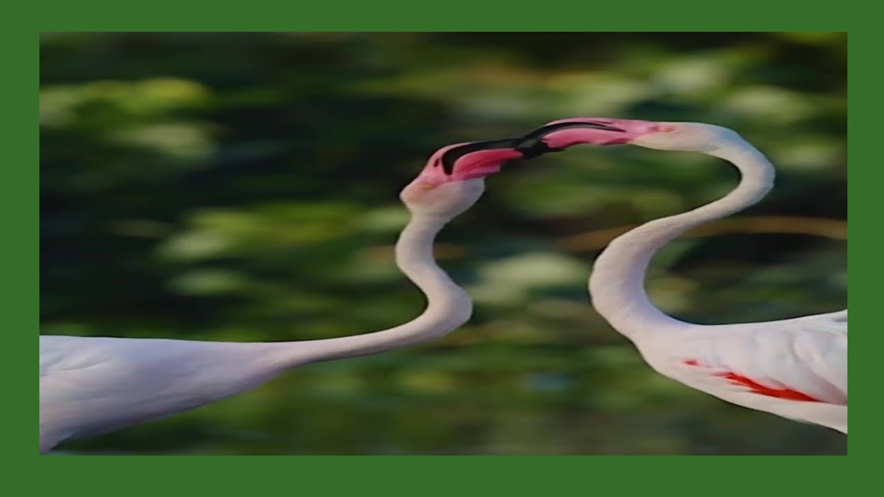 Adorable birds, flamingos perform graceful courtship dance, do you love birds
