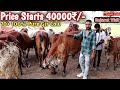 70 gir cow lot price starts 40000  pure breed bhavnagar  junagarh line  gujarat visits