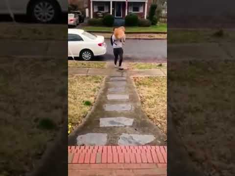Dogs Funny Moments