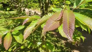 Castanea sativa 'Anny Summer Red' kaštanovník jedlý