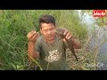 pasang pancing tajur hasilnya dapat gabus babon2 gays🤤#887#like fishing