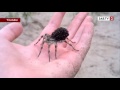 Сбежавший на ГРЭСе тарантул оказался беременной самкой