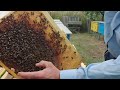 Мої медоноси | Попередня збірка гнізд бджіл для зимівлі