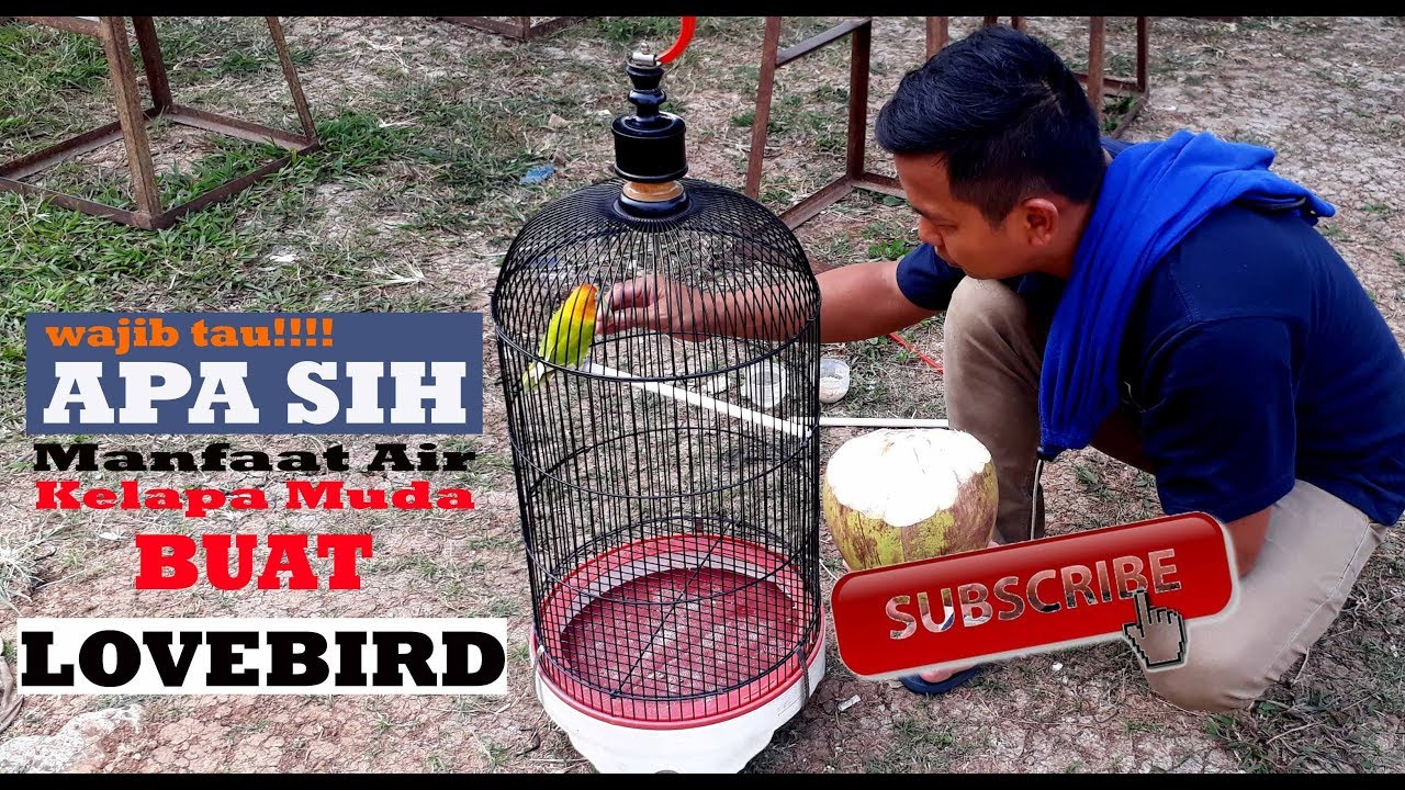 Wajib Tau Apa Sih Manfaat Air Kelapa Muda Buat Lovebird  Wajib Tau Apa Sih Manfaat Air Kelapa Muda Buat Lovebird