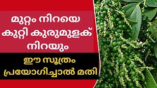 Kutti kurumulaku krishi malayalam | കുറ്റി കുരുമുളക് കൃഷി ആദായകരമാക്കാം Bushpepper farming technique