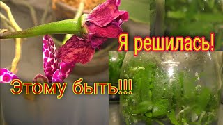 🤫 ПУСТИЛА на ЭТО для ОРХИДЕЙ ВСЕ СБЕРЕЖЕНИЯ🙈 Что с фрагментами цветоноса. Семенные коробочки пухнут.